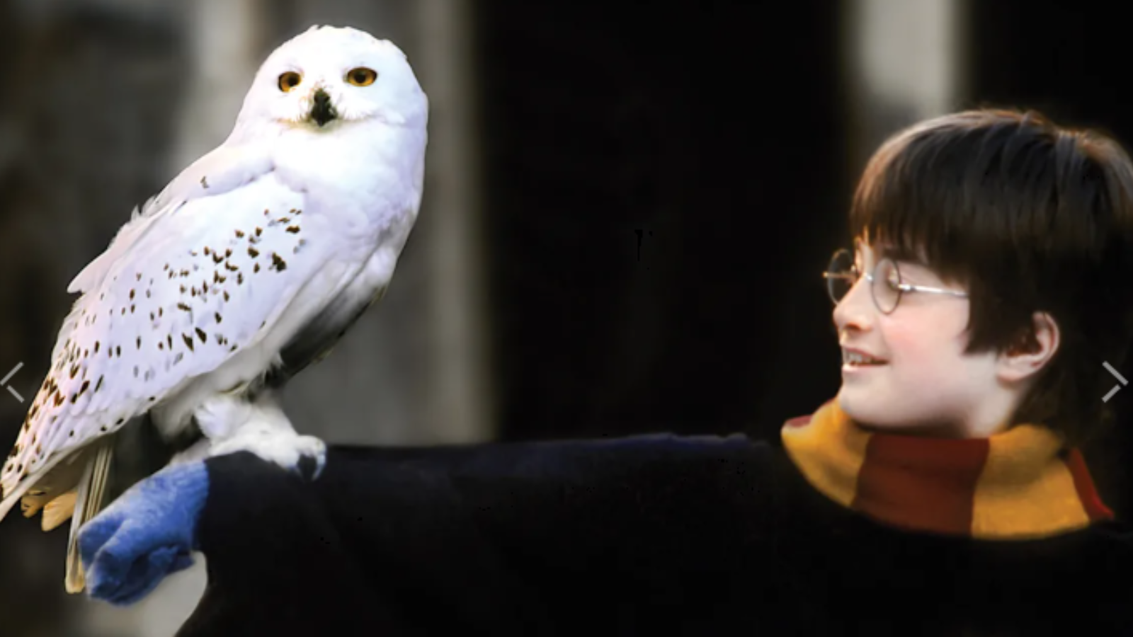 雪鸮在瑞典消失:20年来首次“失去”的鸟类物种